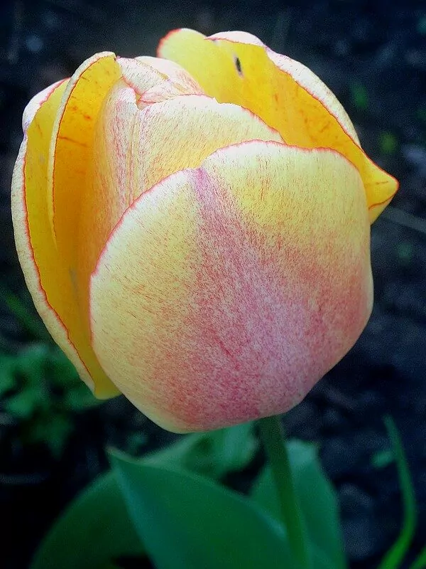 Tulipa Olympic Flame