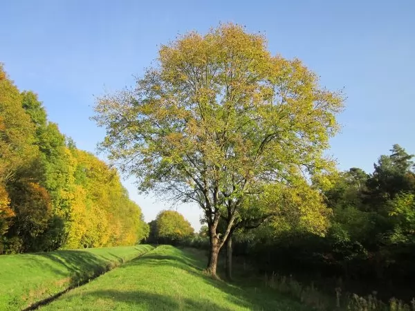 Fraxinus excelsior