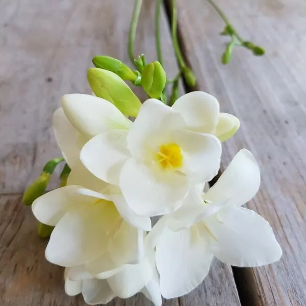 Freesia