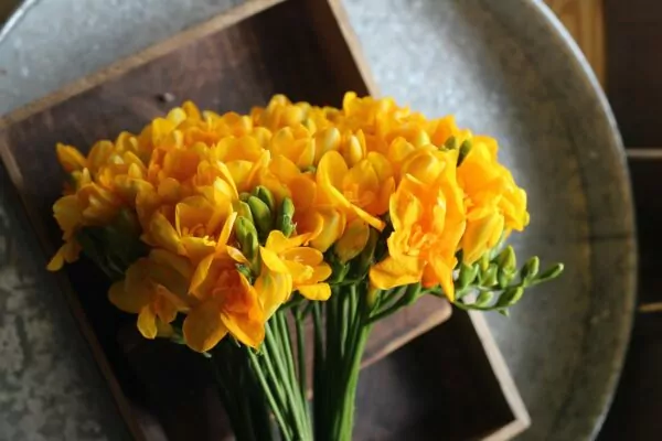 Fresia (Freesia)