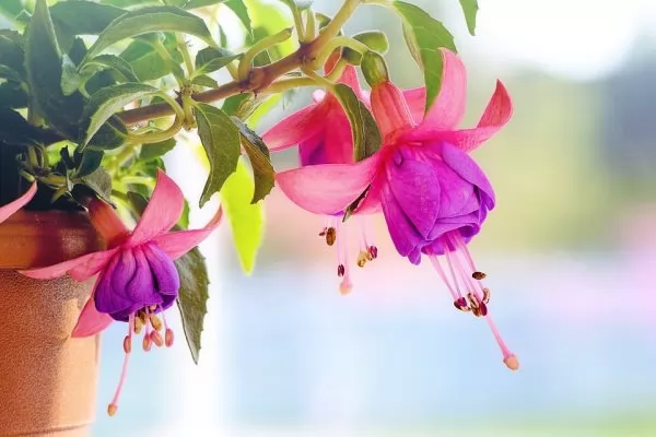 Fuchsia