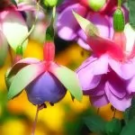 Le malattie della pianta di Fuchsia