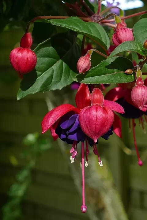 Fuchsia