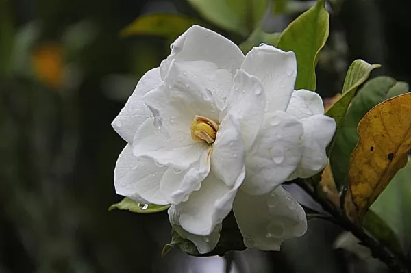 Gardenia bianca