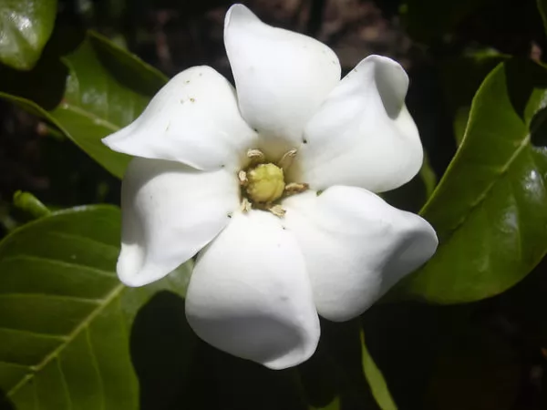 Gardenia brighamii 