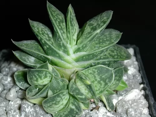 gasteria maculata 