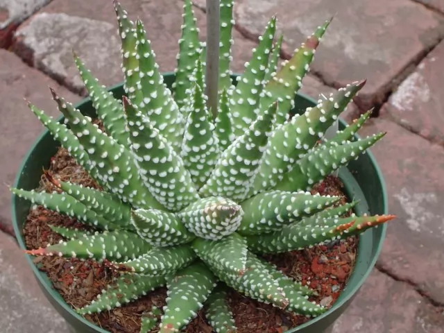 gasteria verrucosa