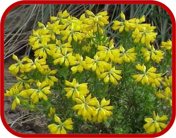 genista hispanica