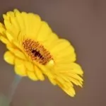 Gerbera jamensonii