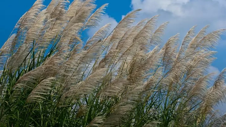 Miscanthus