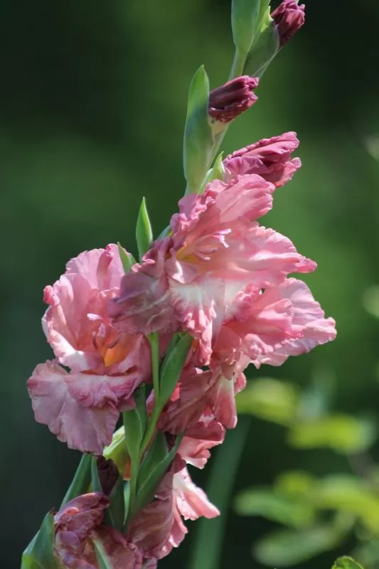 Cosa fiorisce a Luglio: Gladiolo (Gladiolus)