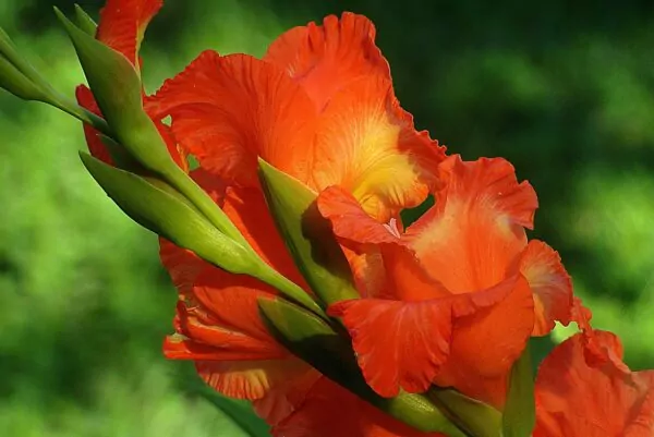 Gladiolo (Gladiolus)