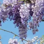 Glicine  (Wisteria)