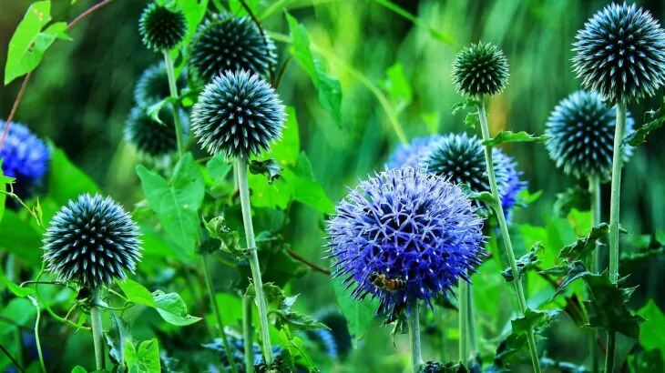 Echinops