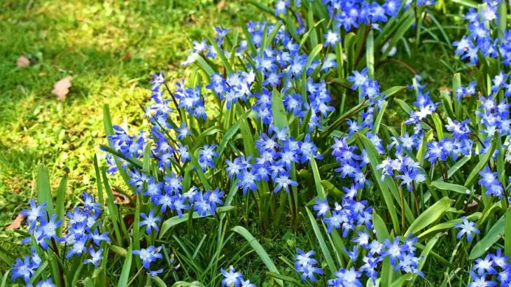 Chionodoxa