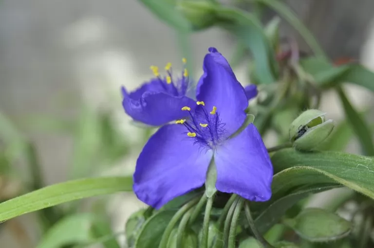 Tradescantia