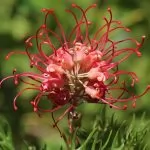 Grevillea