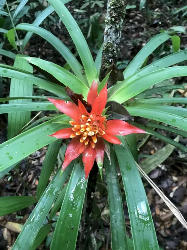 Guzmania lingulata