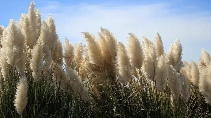 Erba della Pampas (Cortaderia selloana)