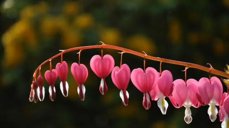 Dicentra