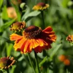 Helenium