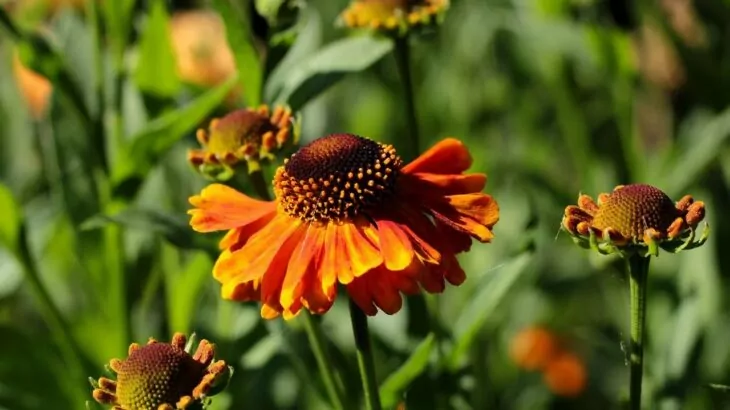 Helenium