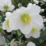 Elleboro o Rosa di Natale (Helleborus)