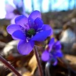 Hepatica