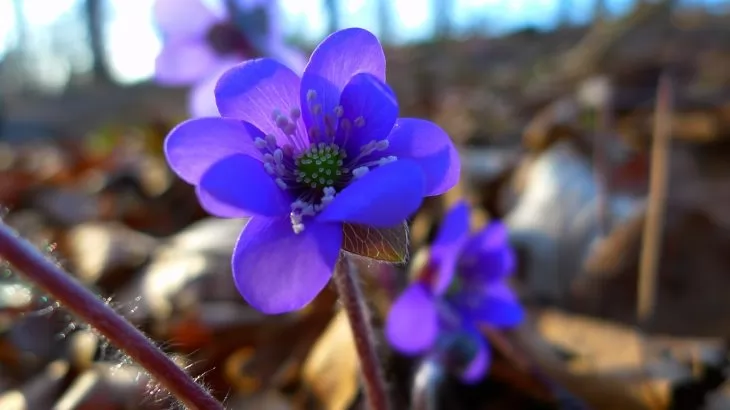 hepatica