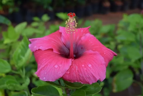  Hibiscus rosa sinensis
