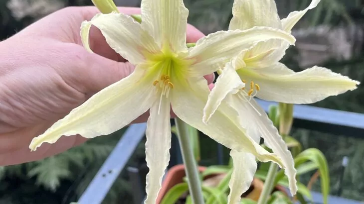 Hippeastrum evansiae
