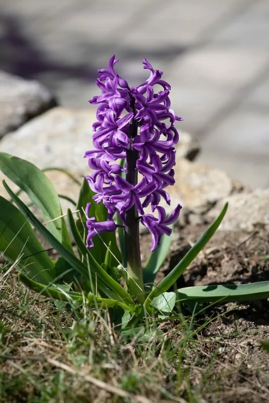 Hyacinthus viola