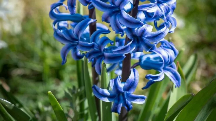 Giacinto Hyacinthus