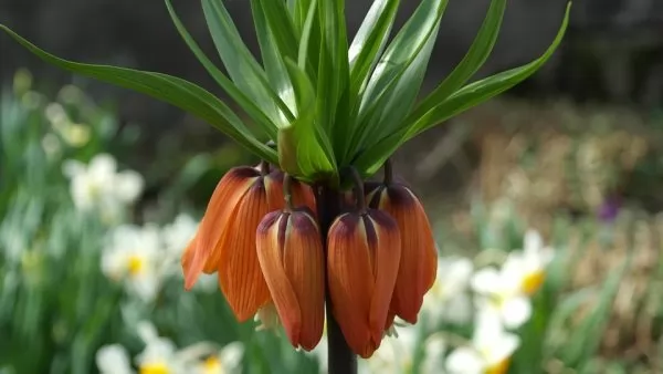 Fritillaria Imperialis