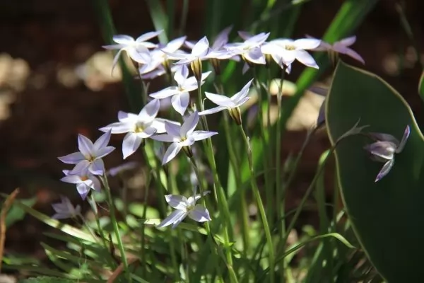 Ipheion