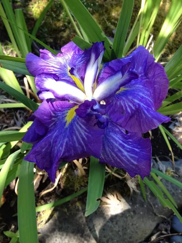 Iris giapponese
