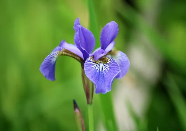 Iris rizomatosi non barbati 