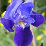 Iris