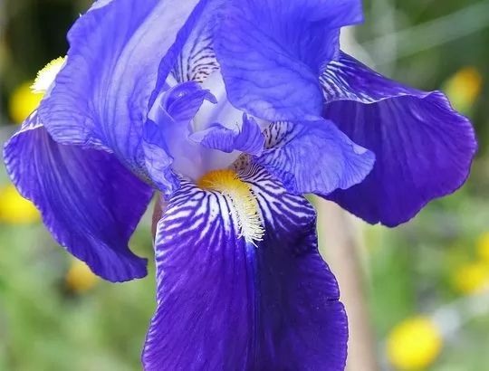 coltivazione iris