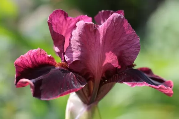 Iris barbati, Iris germanica