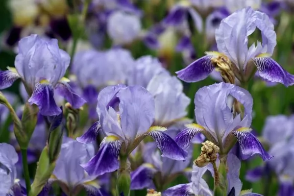 Iris dardanus