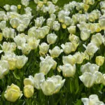 Tulipani ibridi di Darwin
