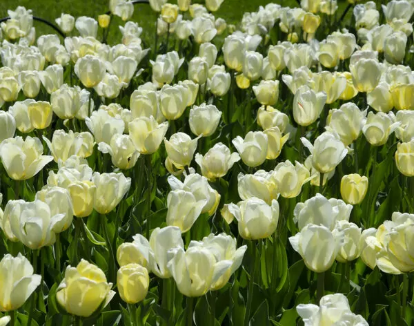 Tulipa 'Ivory Floradale'