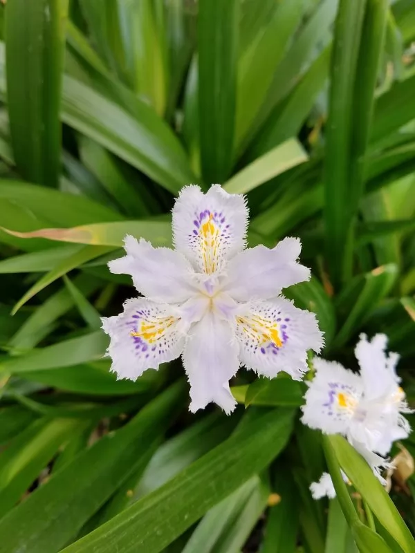 Iris crestati Iris japonica