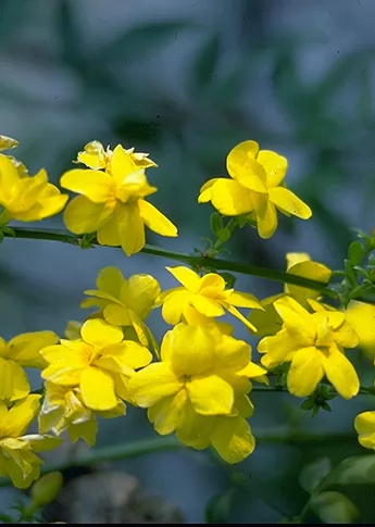 jasminum primulinum giallo