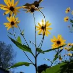 Topinambur o Helianthus tuberosus