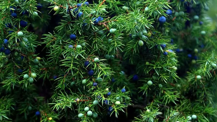 Ginepro - Juniperus