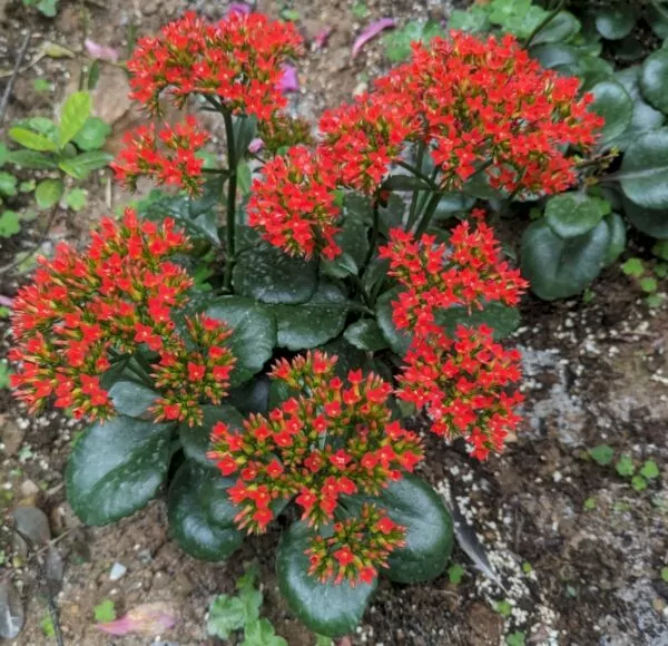 kalanchoe rossa