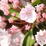 Kalmia