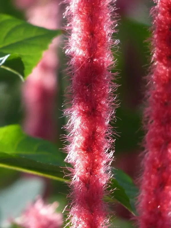 Acalypha 